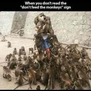 Obrázek 'Why You Dont Feed The Monkeys'