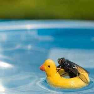 Obrázek 'Why&nbsp;does&nbsp;everyone&nbsp;leave&nbsp;the&nbsp;pool&nbsp;when&nbsp;I&nbsp;get&nbsp;in'