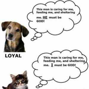 Obrázek 'Why&nbsp;i&nbsp;preferr&nbsp;dogs&nbsp;over&nbsp;cats'