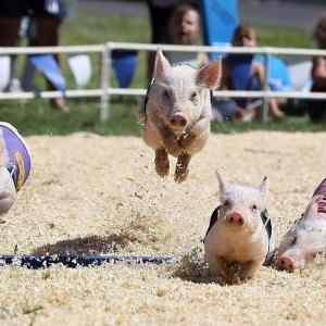 Obrázek 'Win pigs'
