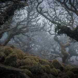Obrázek 'Wistmans Wood in Dartmoor'
