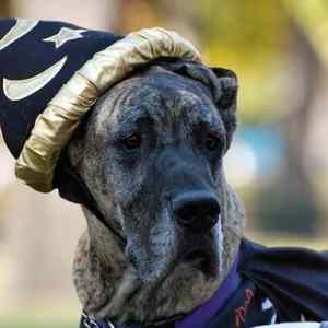 Obrázek 'Wizard&nbsp;Dog'