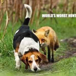 Obrázek 'Worlds Worst Hunting Dog'