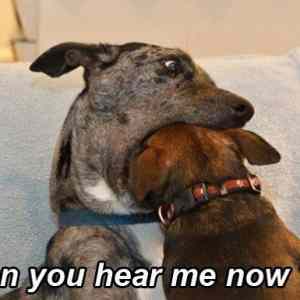 Obrázek 'X- Can You Here Me Now'