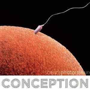 Obrázek 'X- Conception'