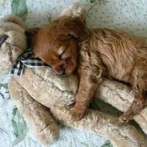 Obrázek 'X- Dog sleep'