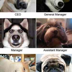 Obrázek 'X- Dogs position'