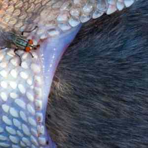 Obrázek 'X- Fly biting a snake eating a rat'