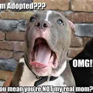Obrázek 'X- I Am Adopted'