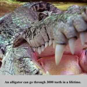 Obrázek 'X- Interesting Fact - Alligator'