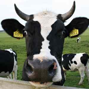 Obrázek 'X- Picture Of The Day - Funny optical illusion'