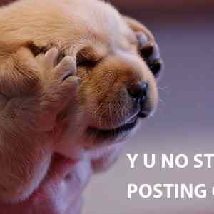 Obrázek 'Y U no stop posting cats'