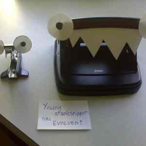 Obrázek 'Young staple nipper has evolved 26-12-2011'