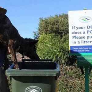 Obrázek 'Your Dog Does A Poo'