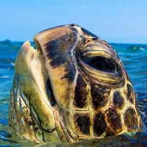 Obrázek 'ZOOM-zvire-dne-21-09-2014'