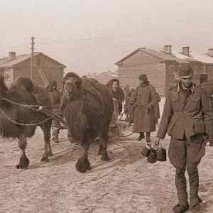 Obrázek 'Z historie Velbloud a fasiste'