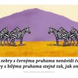 Obrázek 'Zebry rasistky'