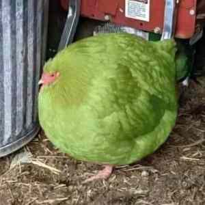 Obrázek ' angry bird '