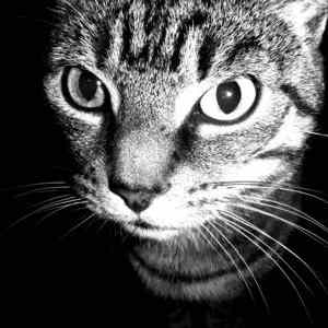 Obrázek ' die  katze'