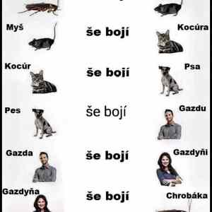 Obrázek ' se boji '