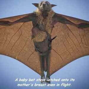 Obrázek 'a-baby-bat'
