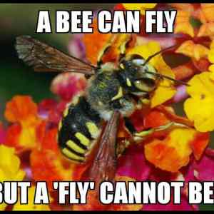 Obrázek 'a bee can fly    '