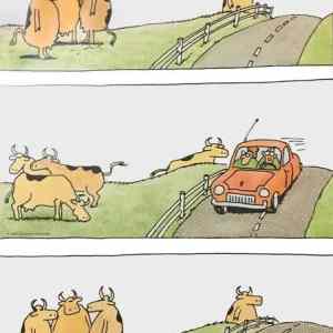 Obrázek 'a cows see car'
