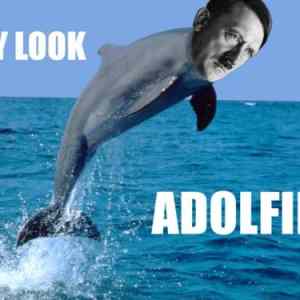 Obrázek 'a dolfin'