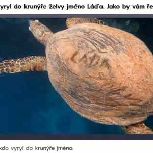 Obrázek 'a mel taky ponozky v sandalech'