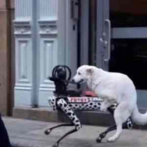 Obrázek 'ai&nbsp;doggofuck'