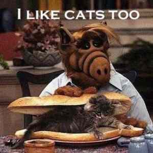 Obrázek 'alf&nbsp;cat'