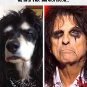 Obrázek 'alice&nbsp;cooper&nbsp;dog'