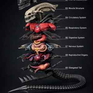 Obrázek 'alien&nbsp;anatomy'