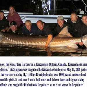 Obrázek 'amazing-animal-picture-giant-sturgeon-fish-caught'