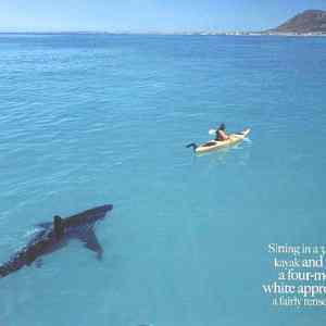 Obrázek 'amazing-picture-great-white-shark-4-metres-long-hunting-kayaker'