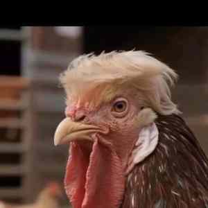 Obrázek 'american cock'