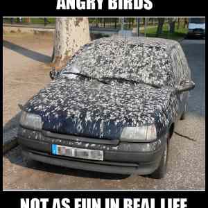 Obrázek 'angry-birds7655'