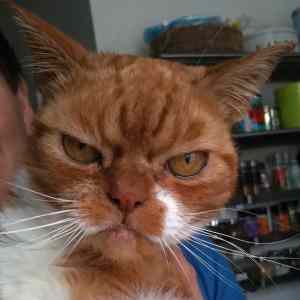 Obrázek 'angry-cat1676'