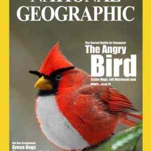 Obrázek 'angry bird'