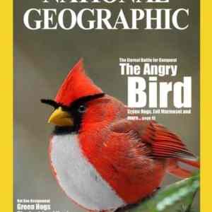 Obrázek 'angry bird'