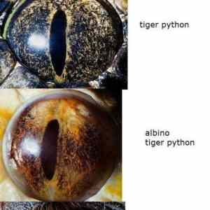 Obrázek 'animal eyes'