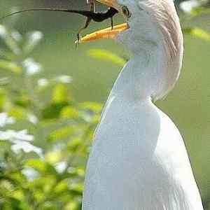 Obrázek 'animal&nbsp;gymnastic'