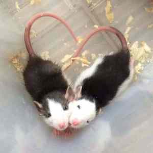 Obrázek 'animal&nbsp;love'