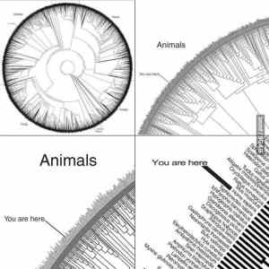 Obrázek 'animals'