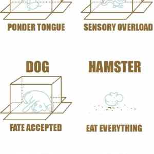 Obrázek 'animals in a box'