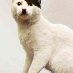 Obrázek 'another cat'