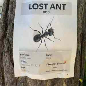 Obrázek 'ant bob'