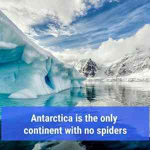 Obrázek 'antarctica-spider'