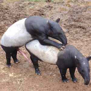 Obrázek 'antsex'