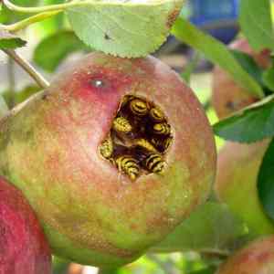 Obrázek 'asi adamovo jablko'